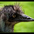 Emu