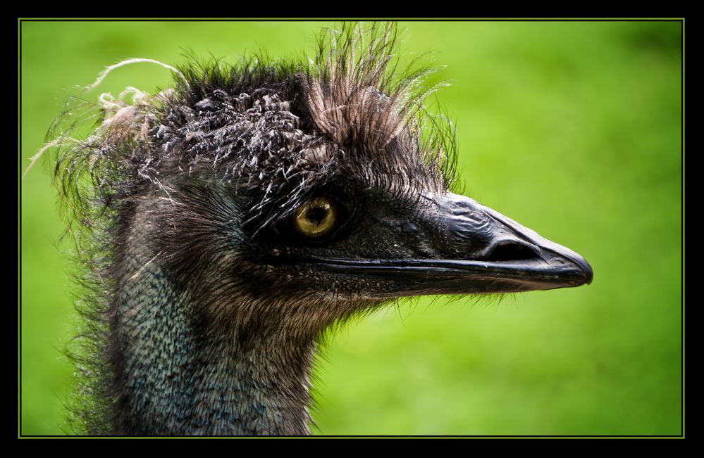 Emu