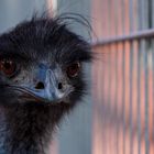 Emu