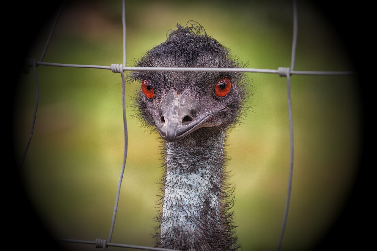 Emu