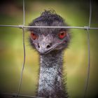 Emu