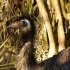 Emu