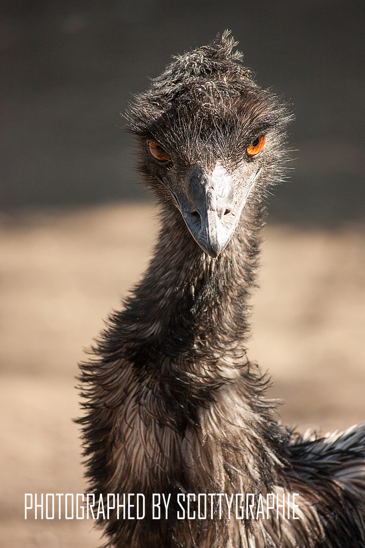 Emu