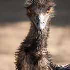 Emu