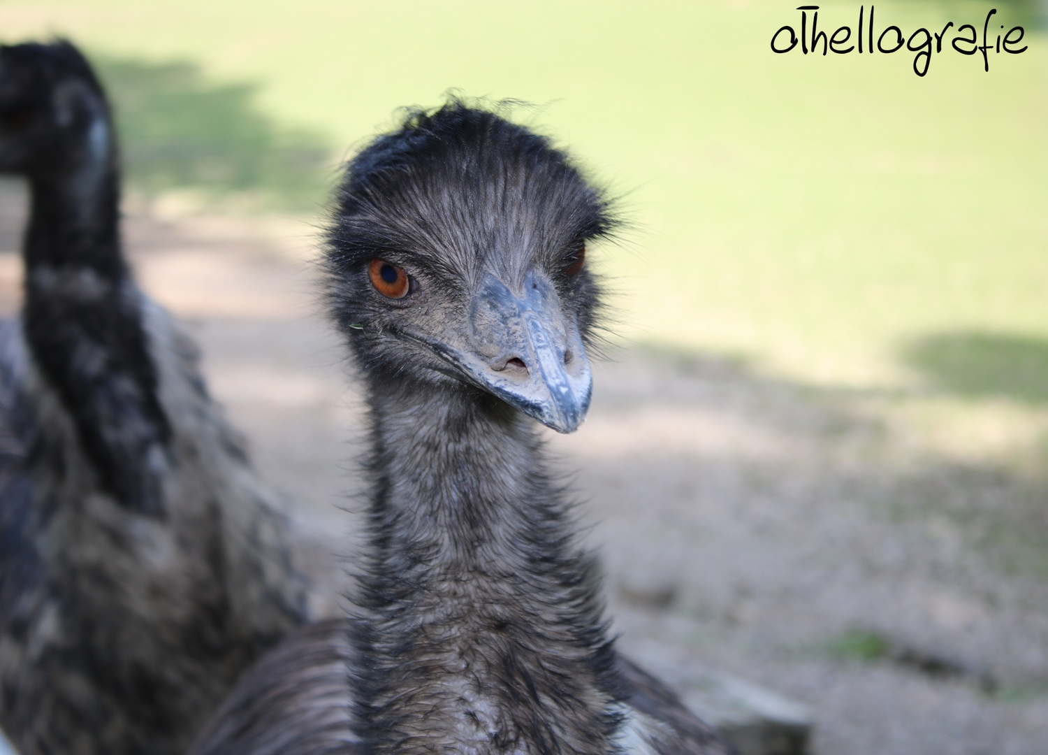 Emu