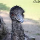 Emu