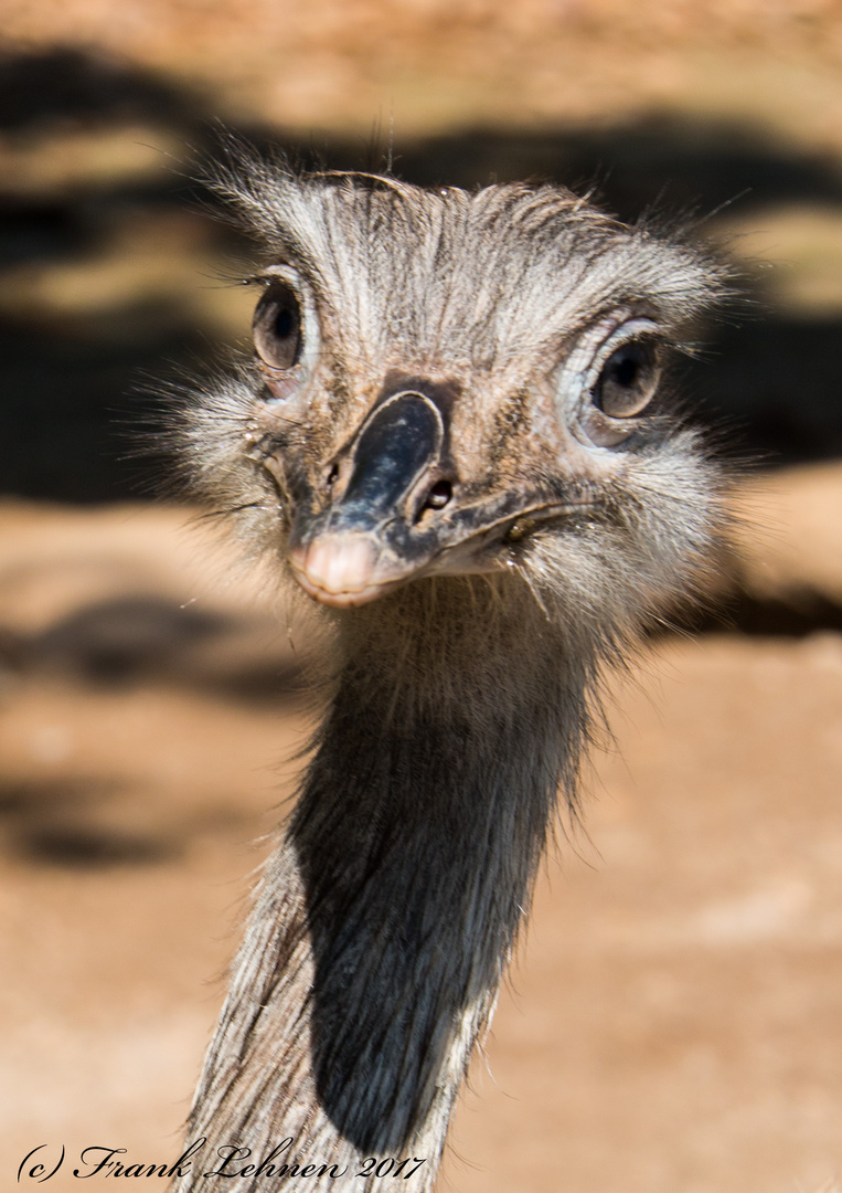 Emu