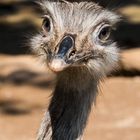 Emu