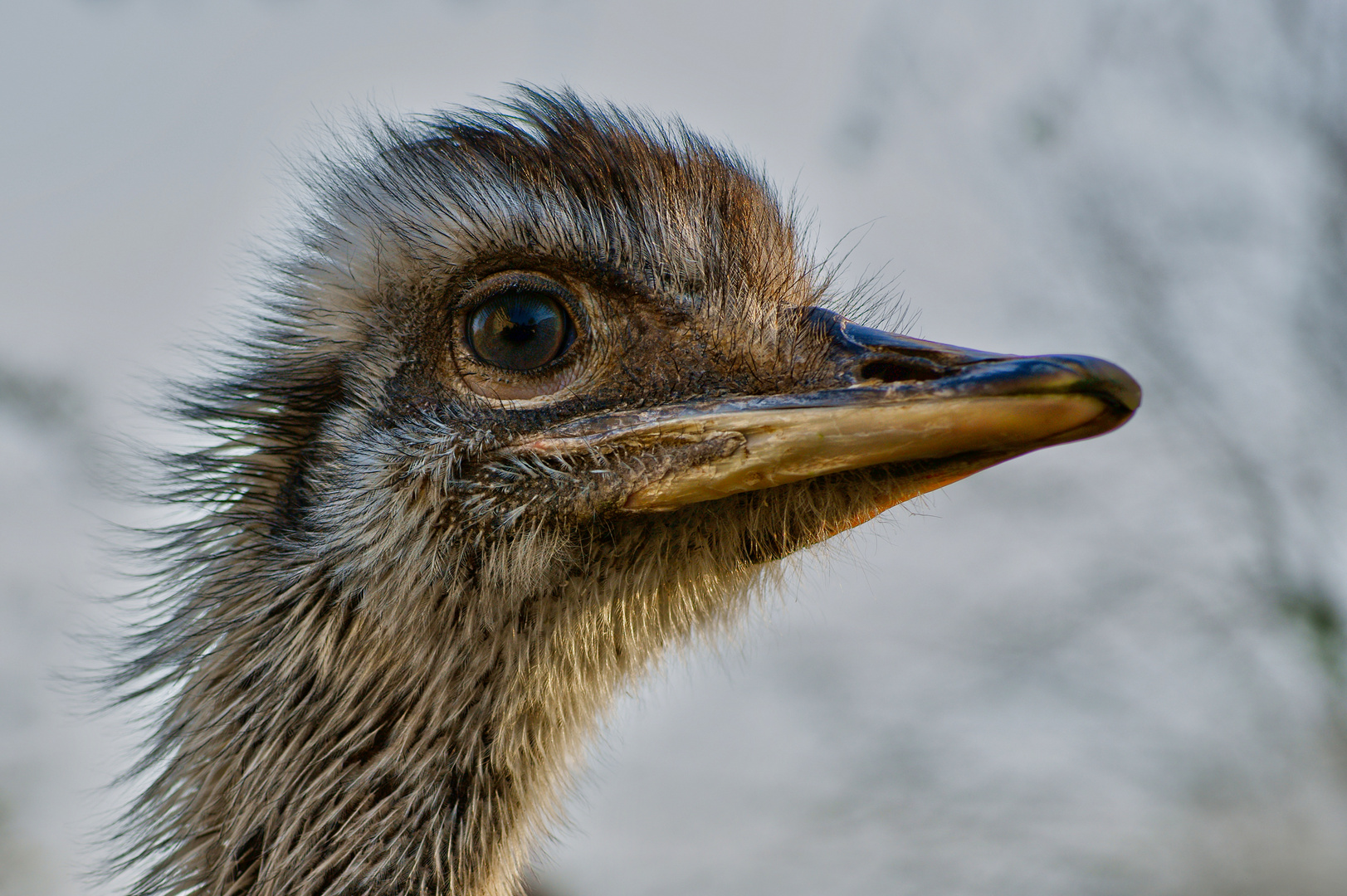 Emu