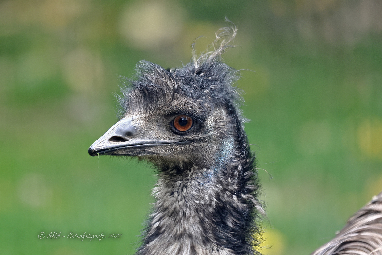 Emu