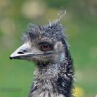 Emu