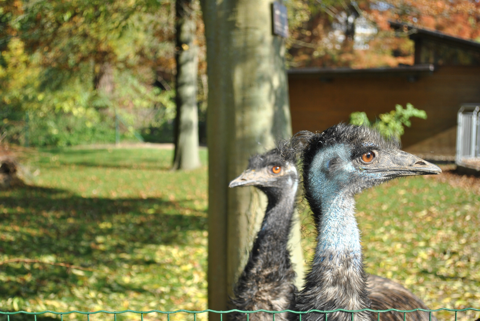 Emu