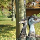 Emu