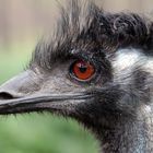 EMU