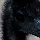 Emu