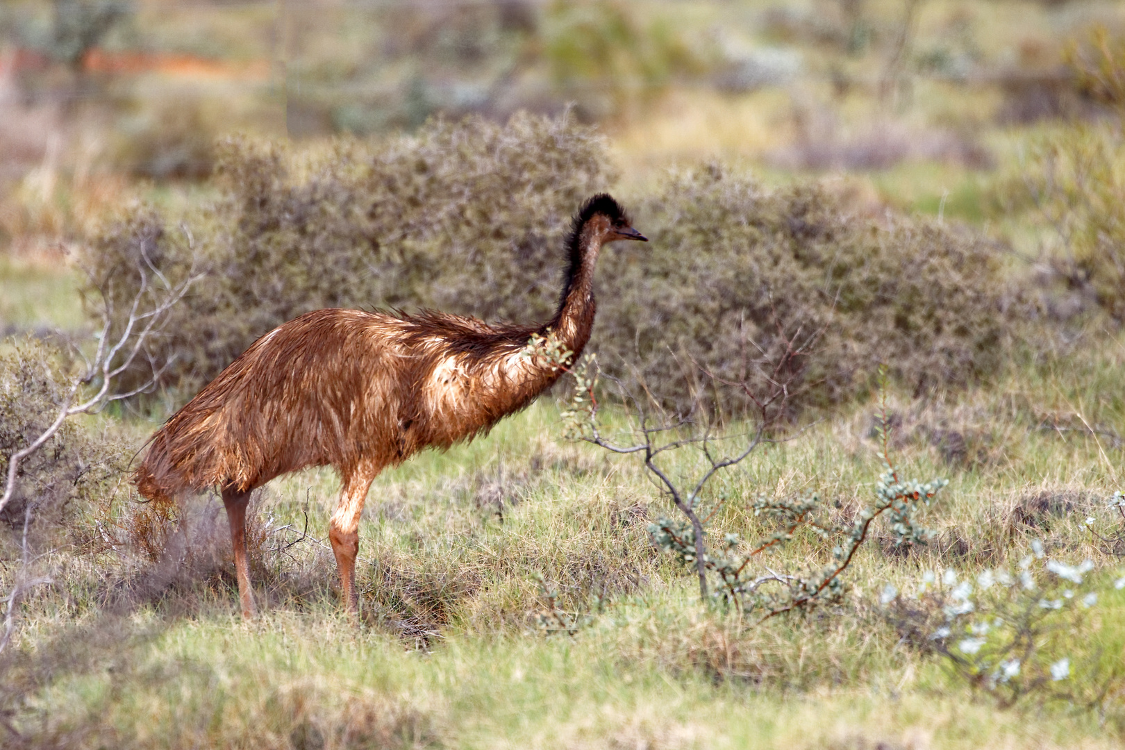 Emu