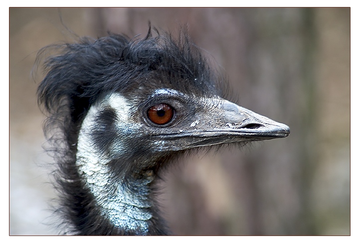 Emu