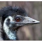 Emu