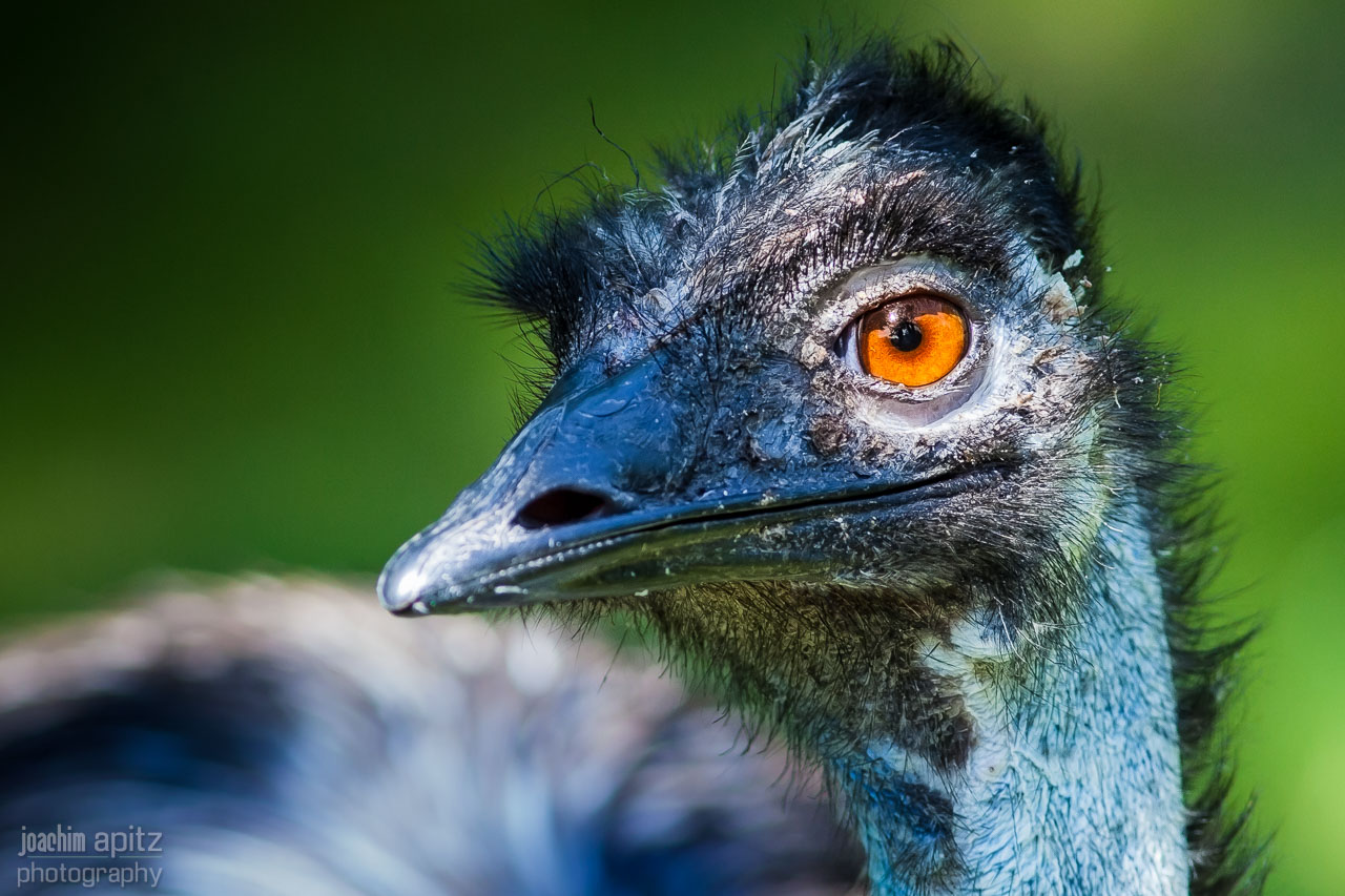 EMU