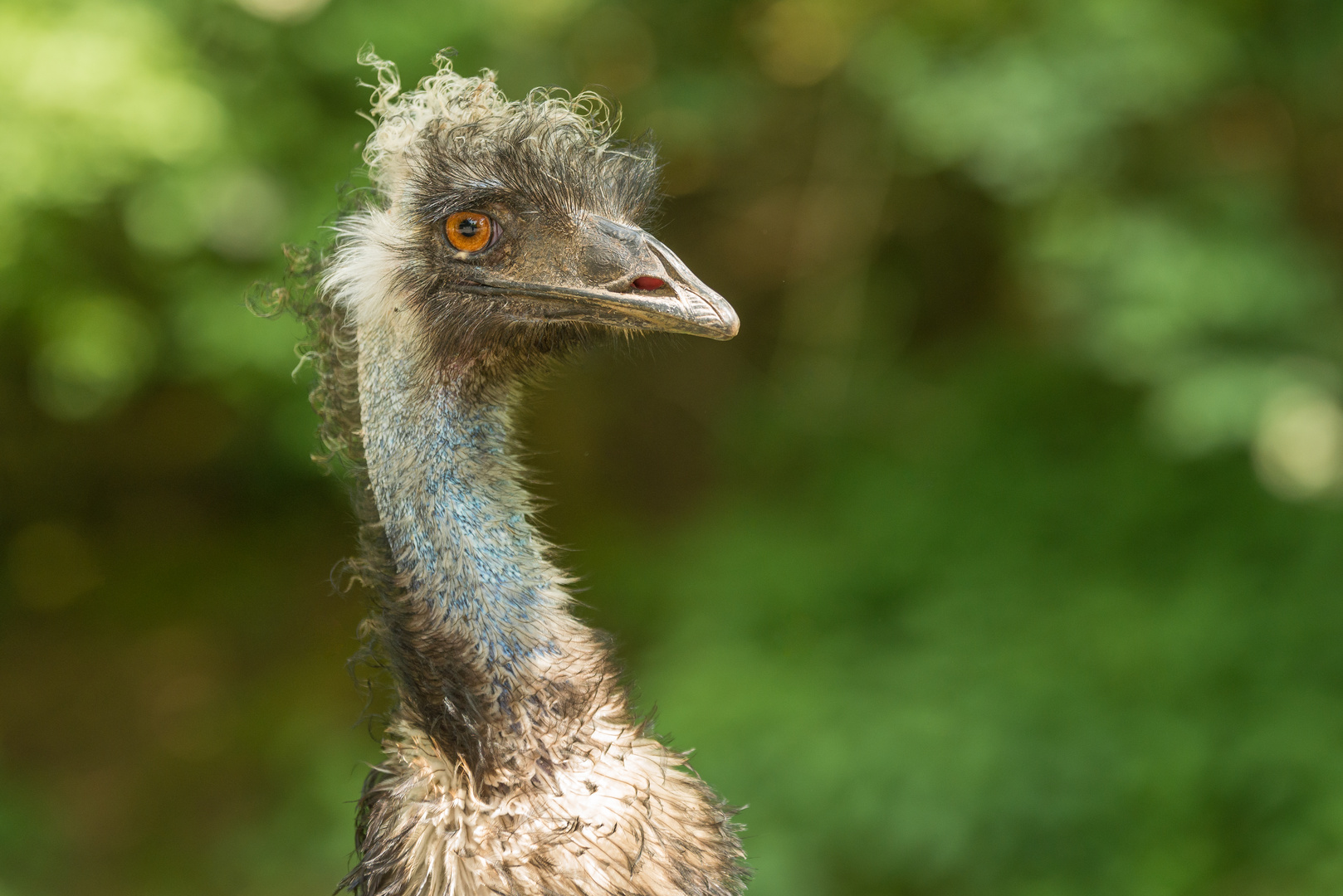 Emu