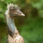 Emu