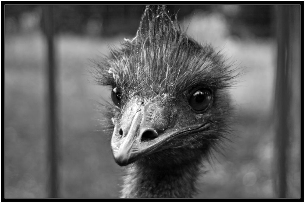 emu von sanfy 