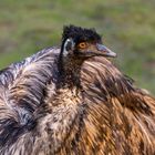 Emu