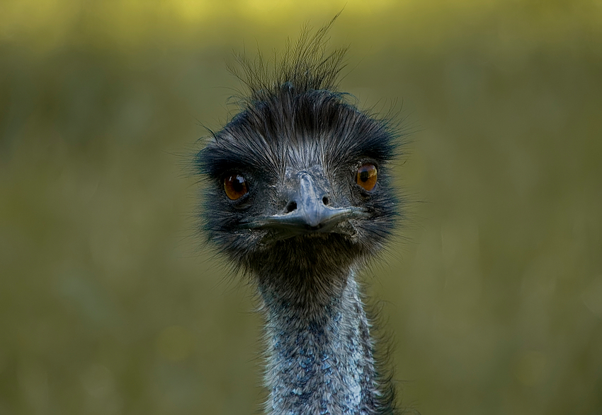 - EMU -