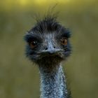 - EMU -
