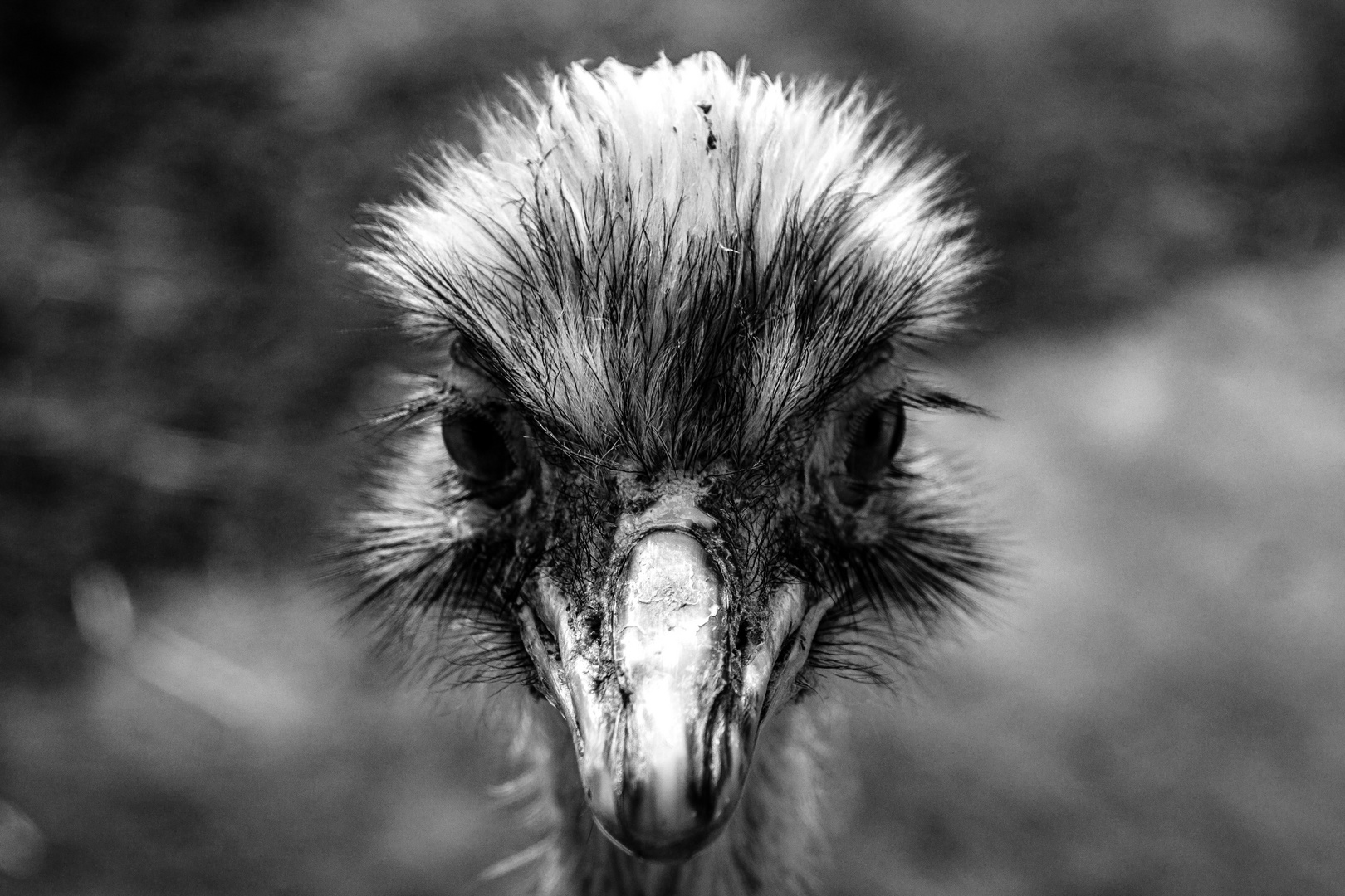 Emu