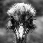 Emu