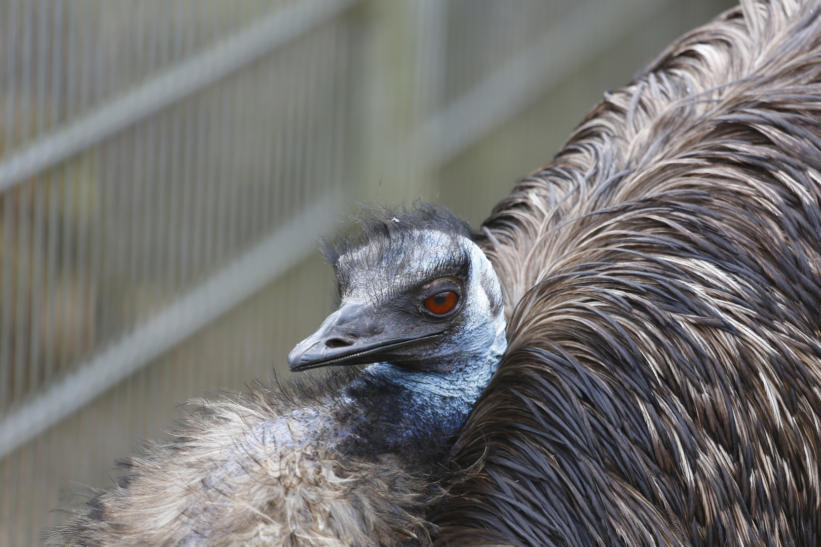 Emu