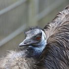 Emu