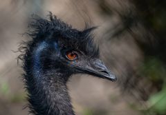 Emu