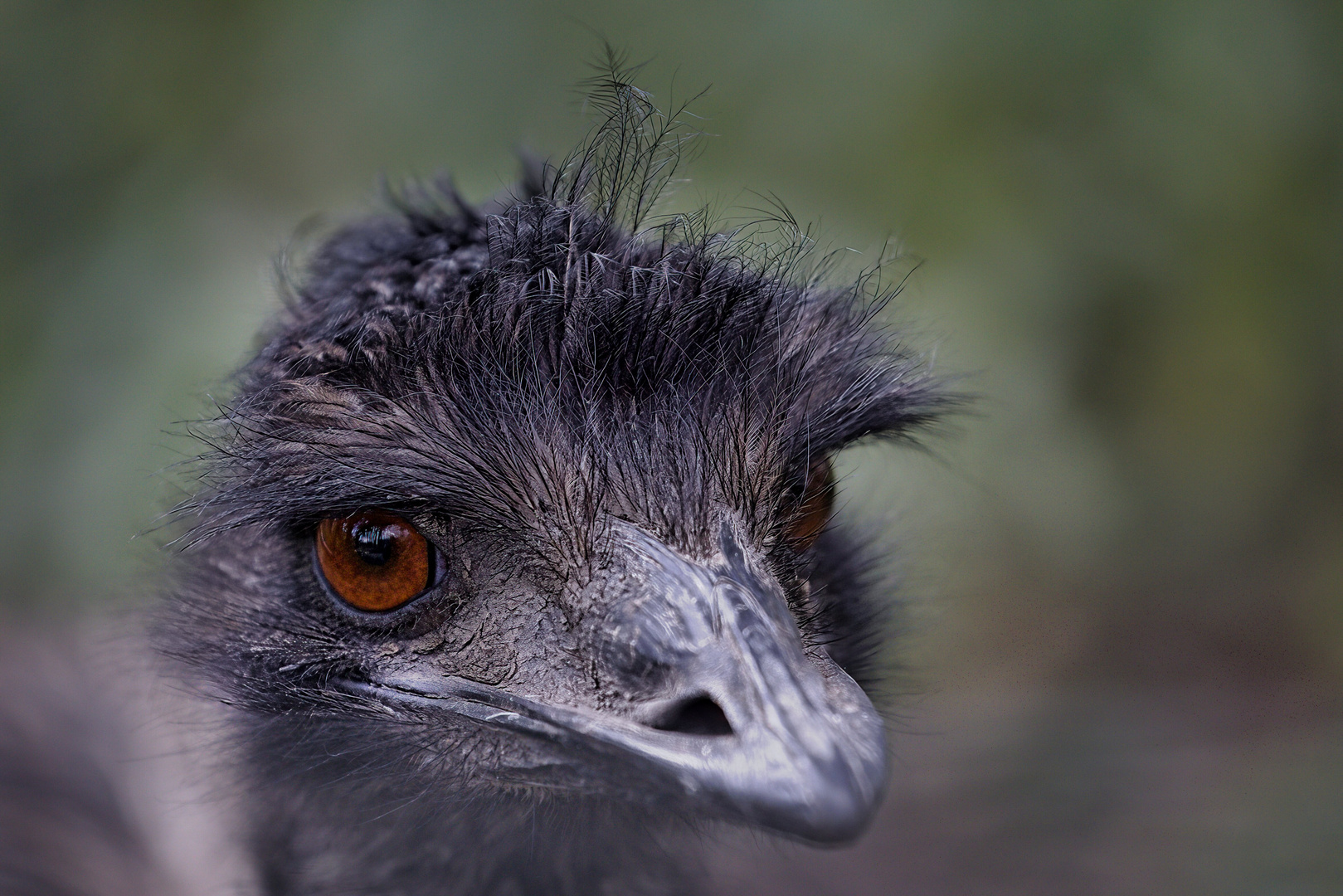 Emu