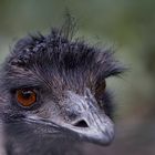 Emu