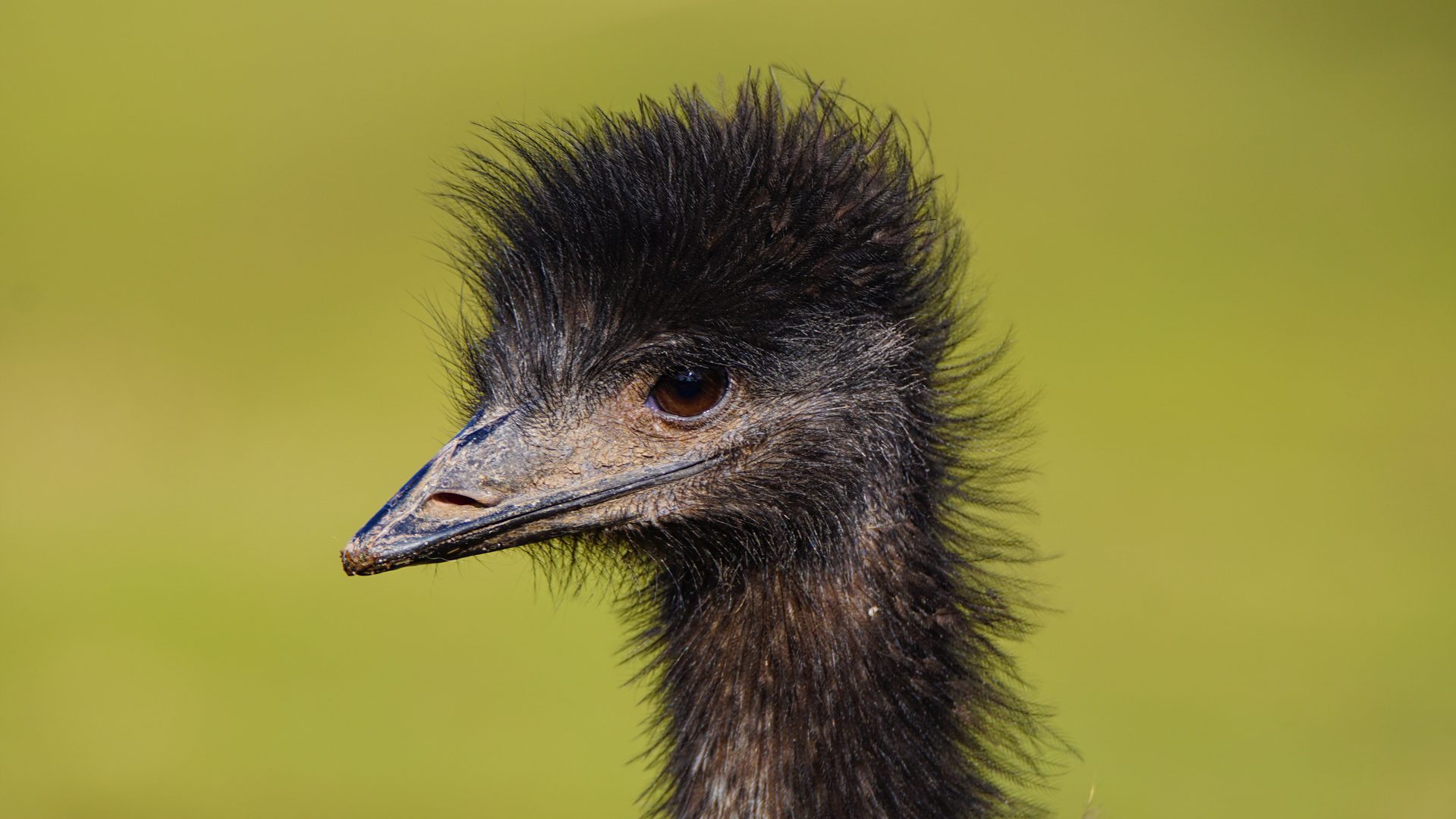 Emu