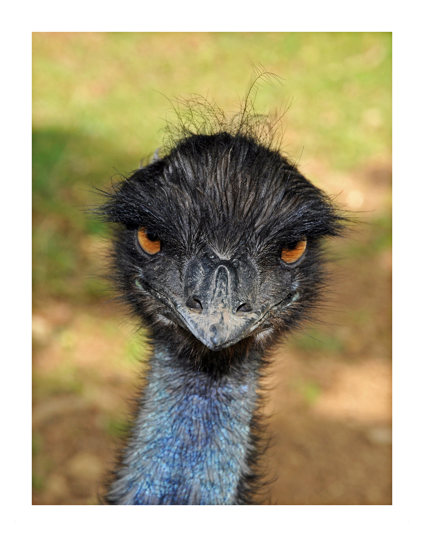 Emu