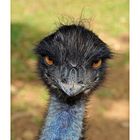 Emu