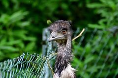 Emu