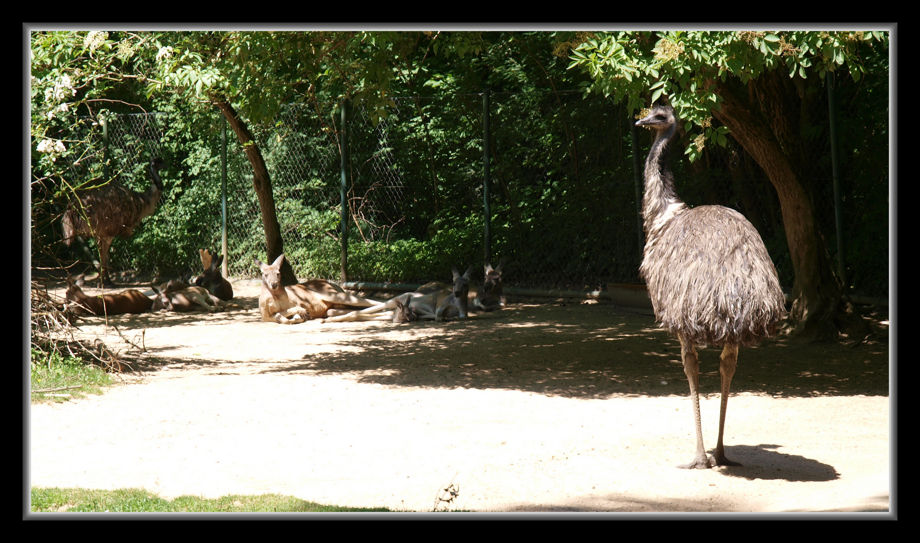 Emu