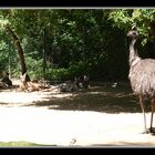 Emu