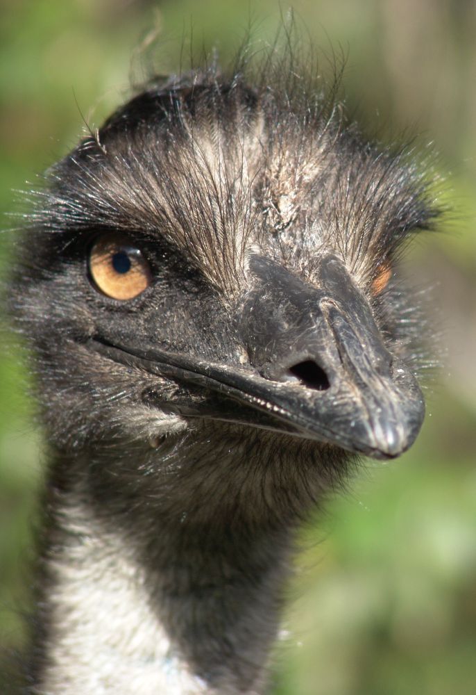 Emu