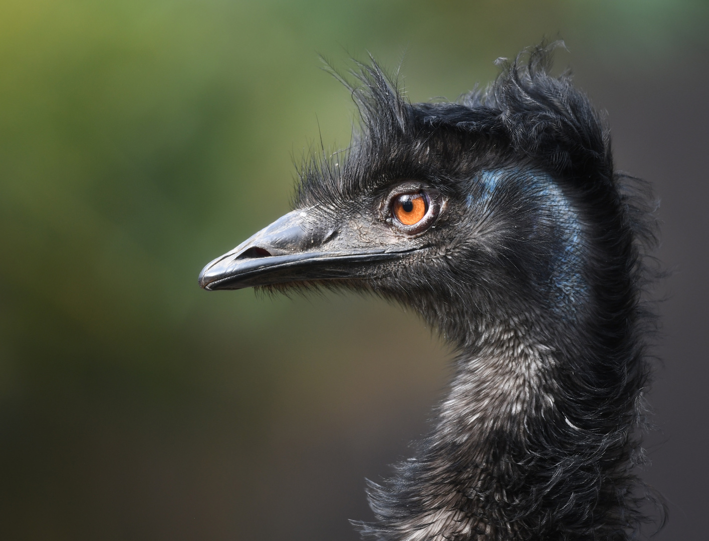 Emu