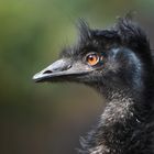 Emu