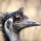 Emu