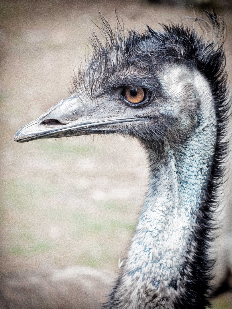 Emu