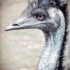 Emu