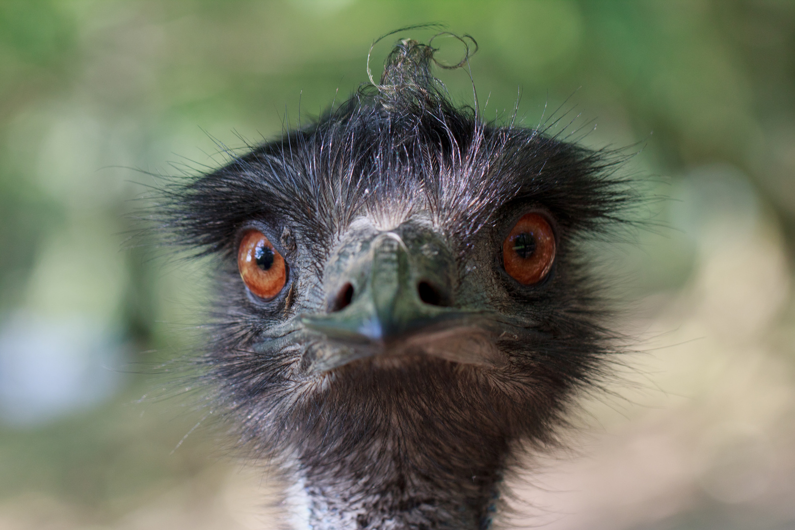 Emu