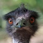 Emu